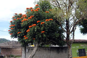 Оранжевые цветы / Гондурас