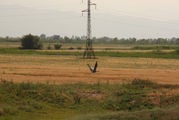 Птица на фоне поля / Киргизия