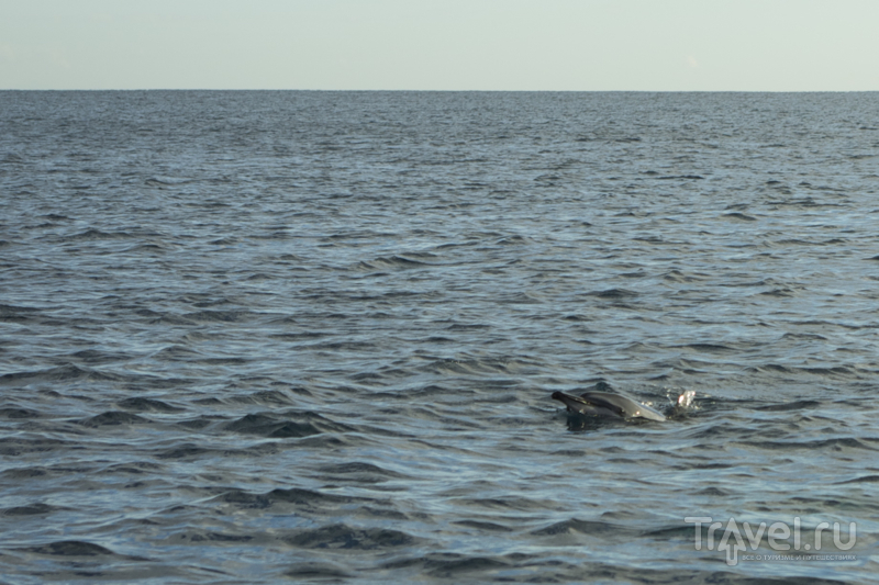 Дельфин с любопытством выглядывает на лодку с туристами, Маврикий / Фото с Маврикия