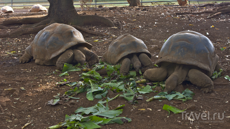 Гигантские черепахи в Casela Nature & Leisure Park, Маврикий / Фото с Маврикия