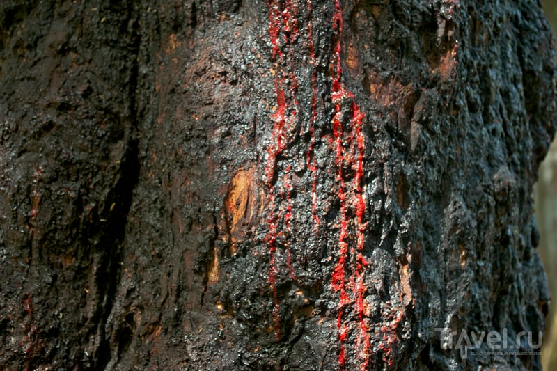 «Кровоточащее дерево» в ботаническом саду Пампльмус на Маврикии / Фото с Маврикия