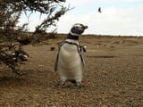 Магелланов пингвин / Аргентина