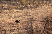 Африканский страус / ЮАР