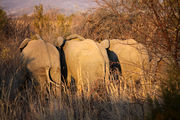 Слоны в гуще кустарника / ЮАР