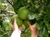 Урожай грейпфрутов / Вануату