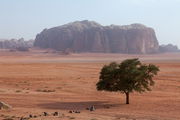 Зеленое дерево / Иордания