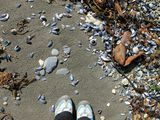 Ноги, песок и ракушки / Чили