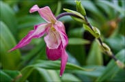 Плантации орхидей-башмачков / Нидерланды