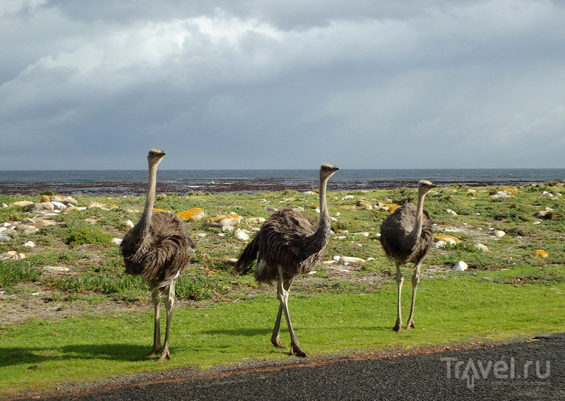 Три страуса / ЮАР