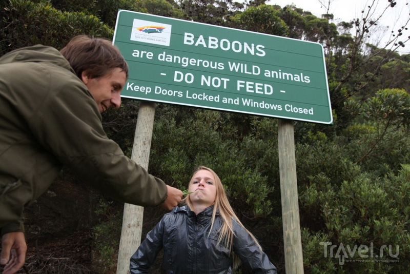 Предупреждения о бабуинах / ЮАР