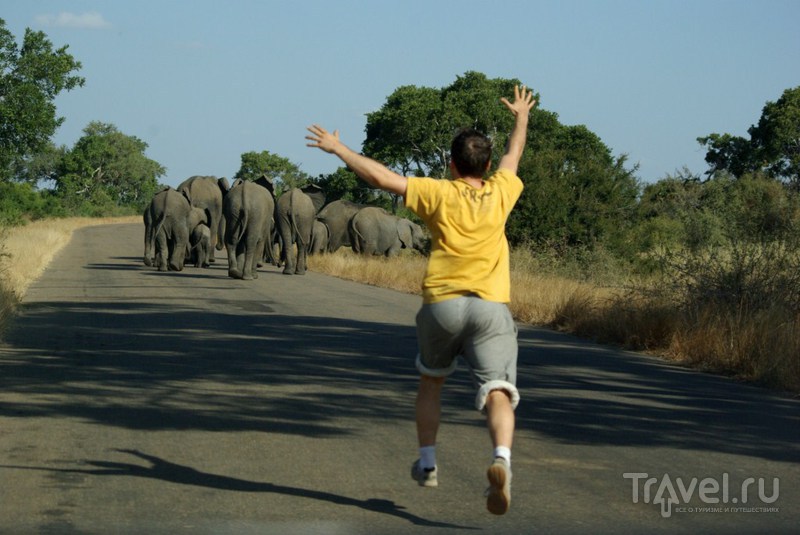 Уходящие слоны / Замбия