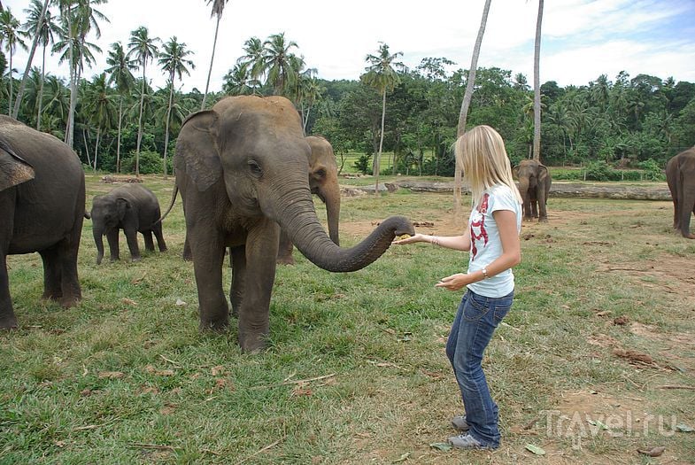 Общение со слоном / Замбия