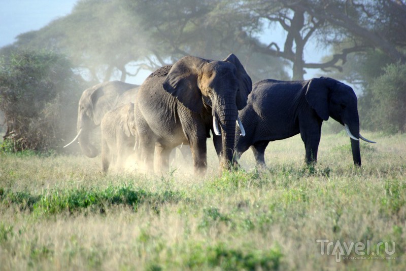 Национальный парк Амбосели / Замбия