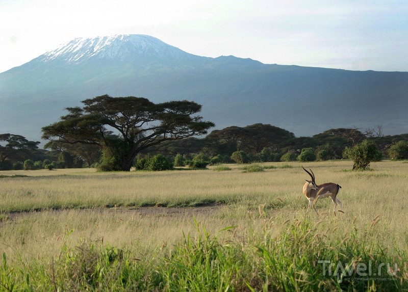 На заднем плане - Килиманджаро / Замбия