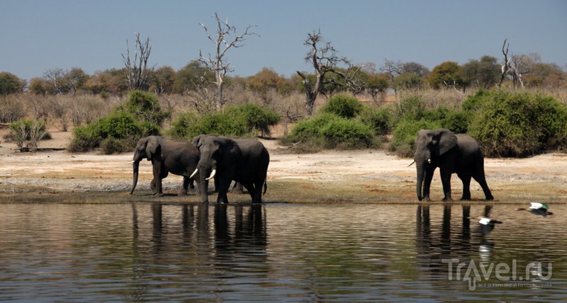 Национальный парк Чобе / Замбия