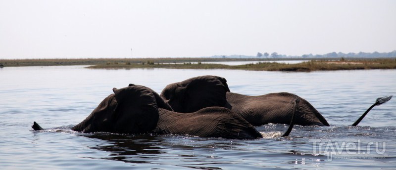 Плывующие слоны / Замбия