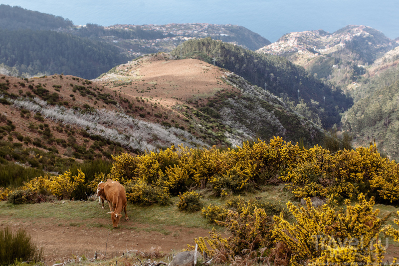 Одинокие коровы / Португалия