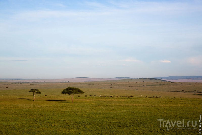Зеленые равнины национального парка Масаи-Мара, Кения / Фото из Кении