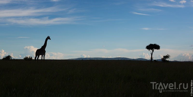 Раннее утро в национальном парке Масаи-Мара, Кения / Фото из Кении