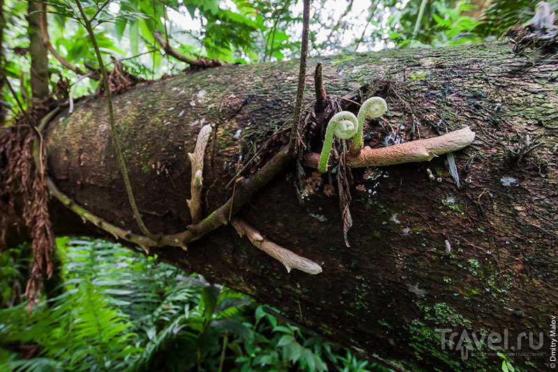 Дерево на острове Косрае, Микронезия / Фото из Микронезии
