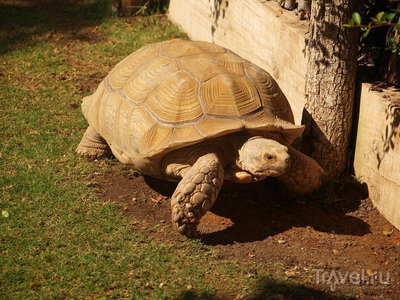 Гигантская черепаха / Испания