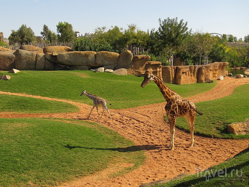 В секторе Саванна живут жирафы / Испания