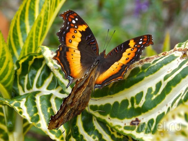 Пара бабочек / Мадагаскар