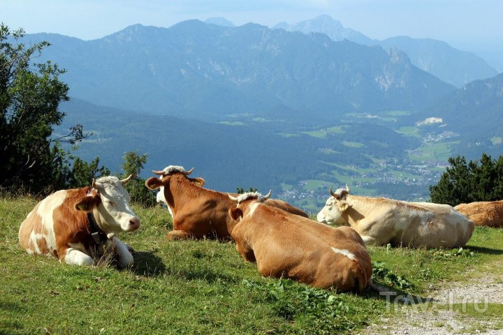 Коровы на лугу / Австрия
