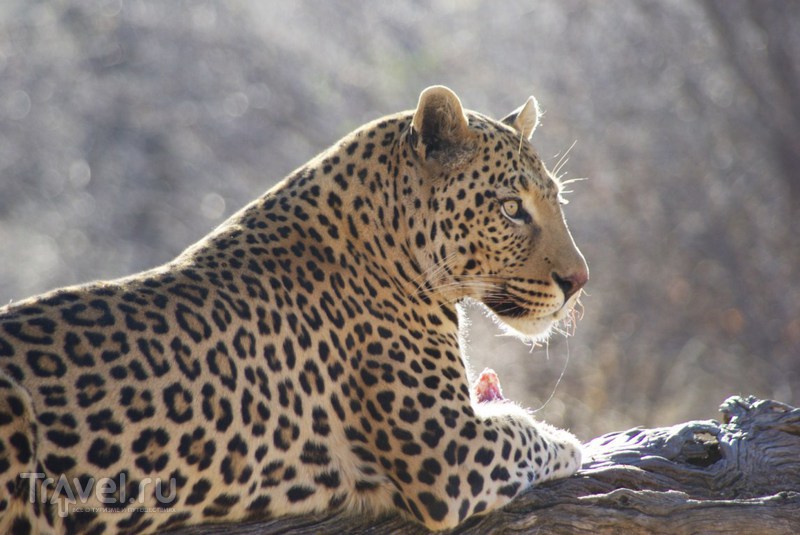 Леопарды / Ботсвана