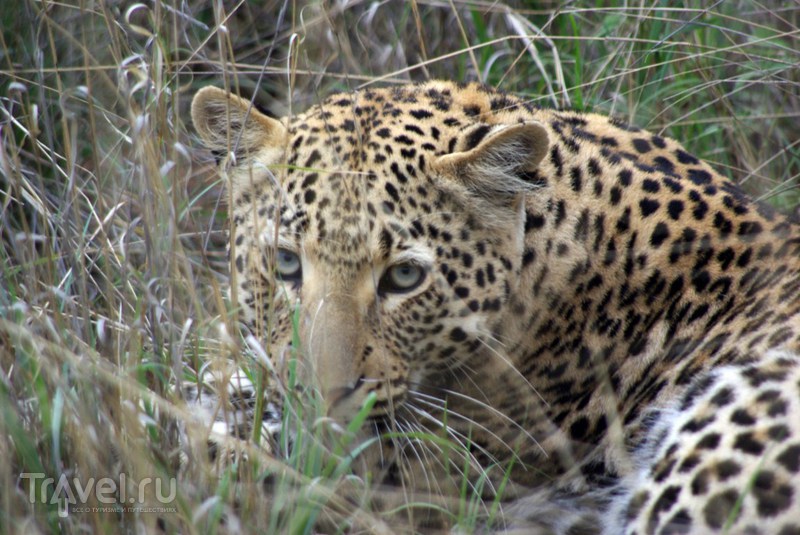 Леопарды / Ботсвана