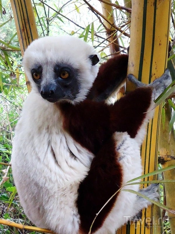 Мадагаскар. Лемуры / Мадагаскар