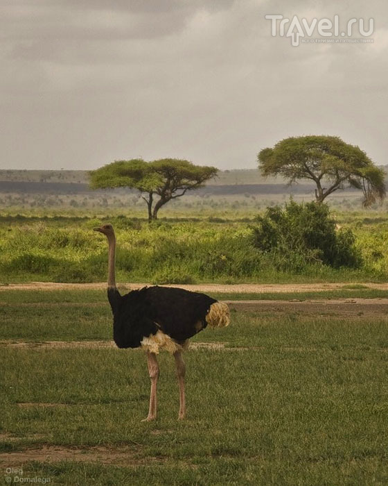 Национальные парки Кении: Амбосели, озеро Накуру, озеро Найваша и Масаи-Мара / Фото из Кении
