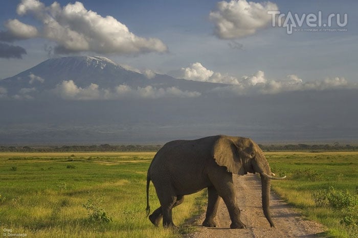 Национальные парки Кении: Амбосели, озеро Накуру, озеро Найваша и Масаи-Мара / Фото из Кении