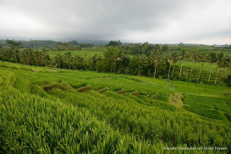 Рисовые террасы Джатилувих - Всемирное наследие ЮНЕСКО / Фото из Индонезии