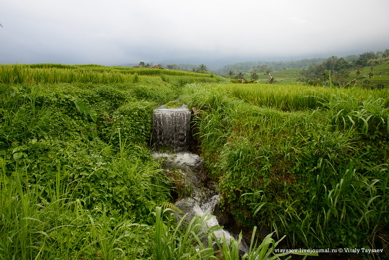 Рисовые террасы Джатилувих - Всемирное наследие ЮНЕСКО / Фото из Индонезии