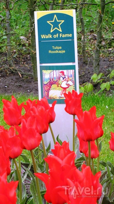 Голландия: королевский парк цветов Кекенхоф / Нидерланды