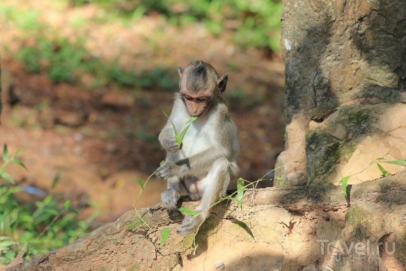 Камбоджийские обезьяны / Камбоджа