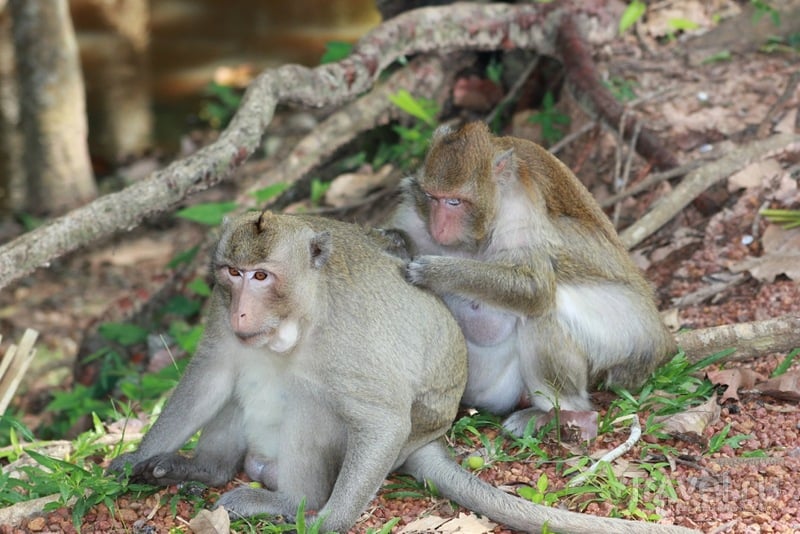 Камбоджийские обезьяны / Камбоджа