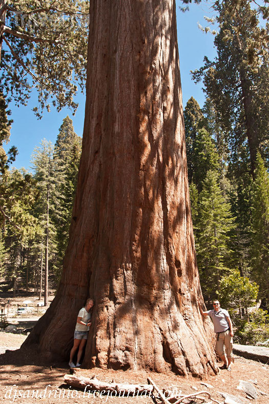 Sequoia National Park / 