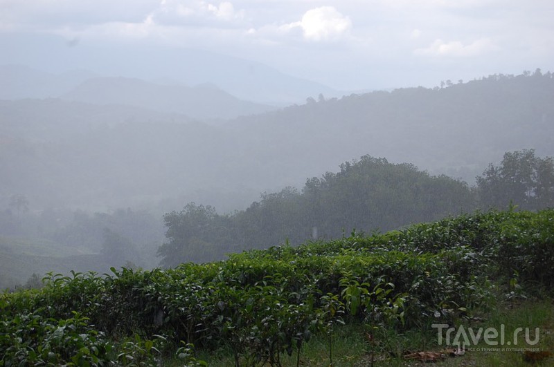 Сабах. Чайная плантация / Малайзия