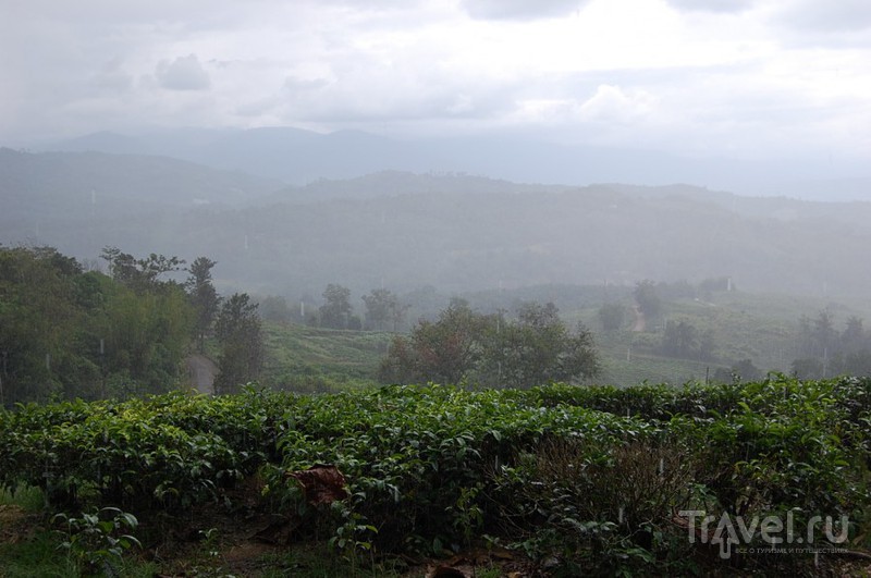 Сабах. Чайная плантация / Малайзия