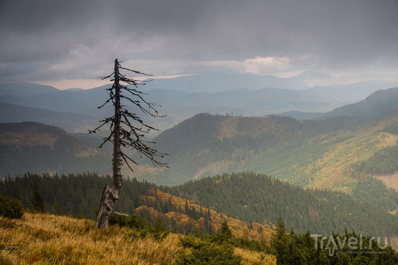Осень в горах Украины. Карпаты / Украина