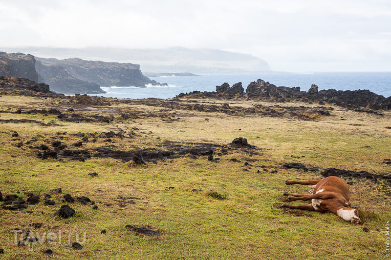 Остров Пасхи: прогулки по чилийскому Дахабу / Фото из Чили