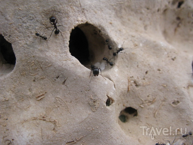 Каменный муравейник / Израиль