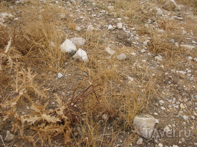 Каменный муравейник / Израиль