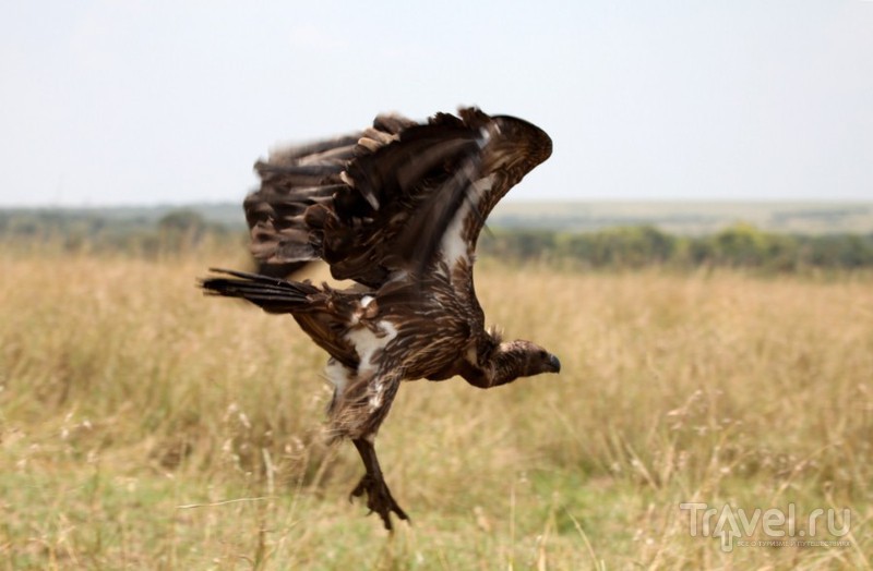 Африканские птицы-падальщики - грифы и марабу / Кения
