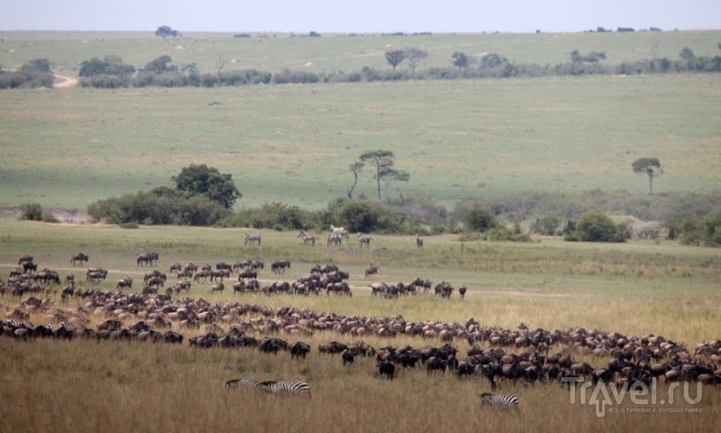 Африканские птицы-падальщики - грифы и марабу / Кения