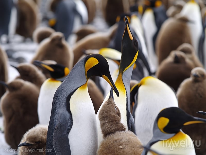 Хоть жил он всегда среди снега и льда, ангиной пингвин не болел никогда... / Фолклендские острова