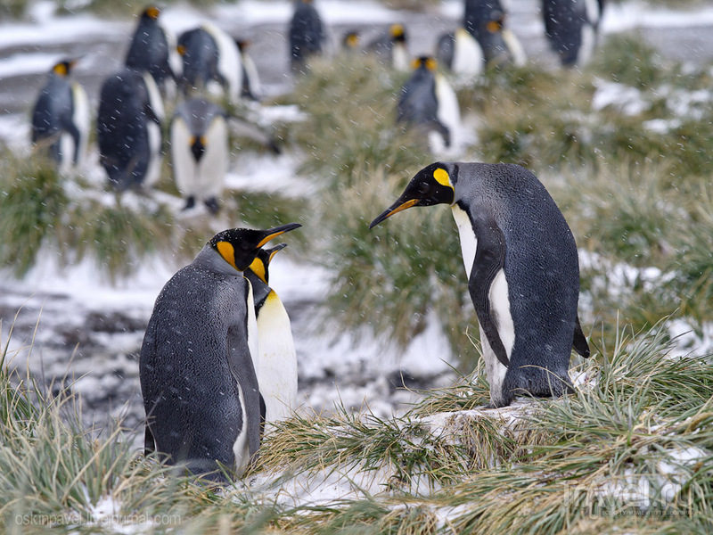 Хоть жил он всегда среди снега и льда, ангиной пингвин не болел никогда... / Фолклендские острова