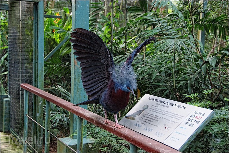 Прогулки по Сингапуру: парк птиц / Сингапур